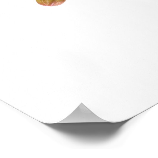 White Dendrobium Orchid Flower Spray Floral Poster (Hoek)