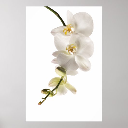 White Dendrobium Orchid Flower Spray Floral Poster (Voorkant)
