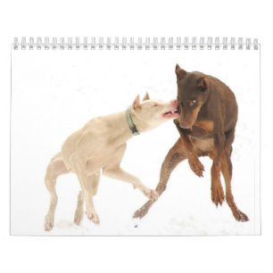 White Doberman Calendar Kalender