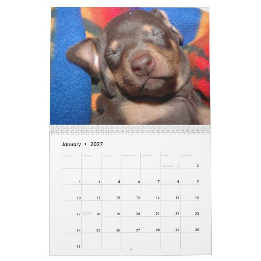 White Doberman Calendar Kalender (Jan 2027)