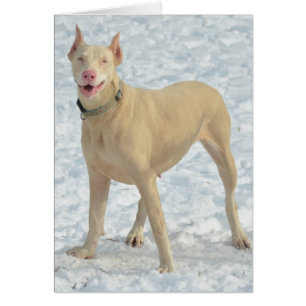 White Doberman glimlachen