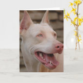 White Doberman Kaart (Gele Bloem)