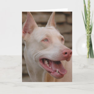 White Doberman Kaart