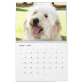 White Dog Funny Calendar Golden Doodle Kalender (Mar 2026)