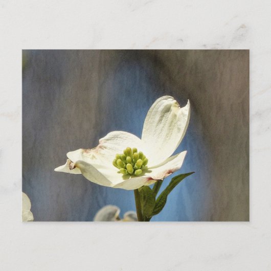 White Dogwood Bloom Kaart (Voorkant)