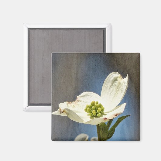 White Dogwood Bloom Magneet (Voorkant / Achterkant)