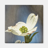 White Dogwood Bloom Magneet (Voorkant)