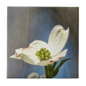 White Dogwood Bloom Tegeltje (Voorkant)