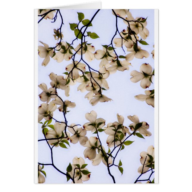 White Dogwood Blossom (Voorkant)