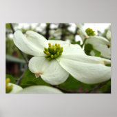White Dogwood Blossom Poster (Voorkant)