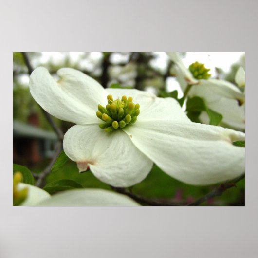 White Dogwood Blossom Poster (Voorkant)