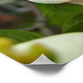 White Dogwood Blossom Poster (Hoek)