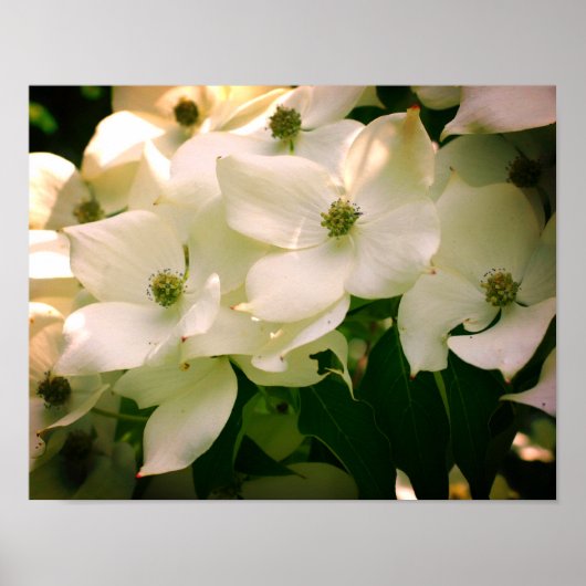 White Dogwood Flower Blossom Poster (Voorkant)