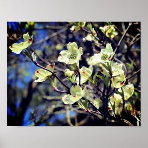 White Dogwood Flower Blossom Poster