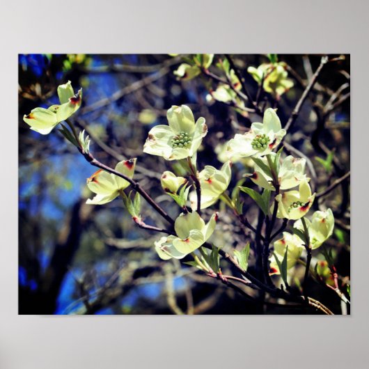 White Dogwood Flower Blossom Poster (Voorkant)