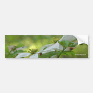 White Dogwood Flower Photo Bumpersticker