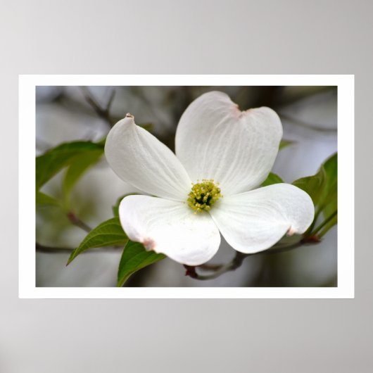 White Dogwood Flower Poster (Voorkant)