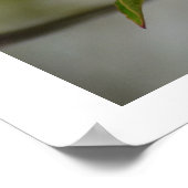 White Dogwood Flower Poster (Hoek)