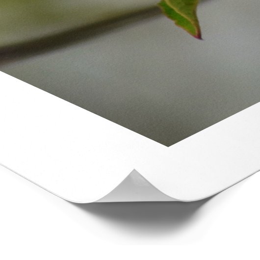 White Dogwood Flower Poster (Hoek)