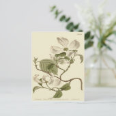 White Dogwood Flowers Illustration Briefkaart (Staand voorkant)