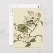 White Dogwood Flowers Illustration Briefkaart (Voorkant / Achterkant)