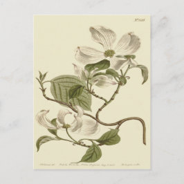 White Dogwood Flowers Illustration Briefkaart
