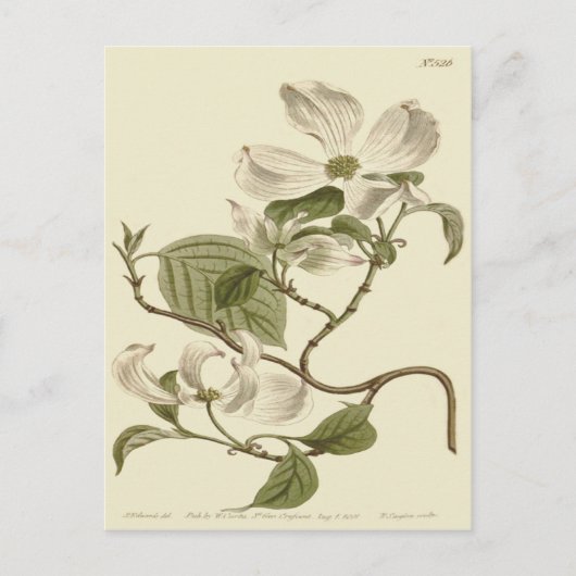 White Dogwood Flowers Illustration Briefkaart (Voorkant)