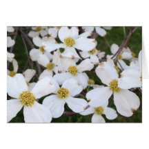 White Dogwood Flowers Uw Bericht Kaarten