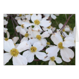 White Dogwood Flowers Uw Bericht Kaarten