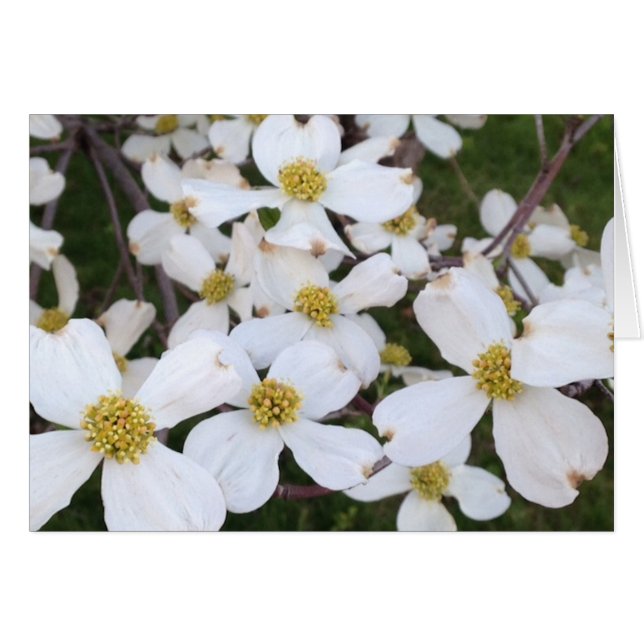 White Dogwood Flowers Uw Bericht Kaarten (Voorkant Horizontaal)