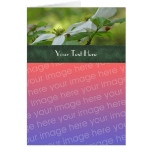 White Dogwood Flowers Your Photo Card