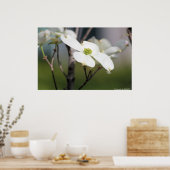 White Dogwood Poster (Keuken)