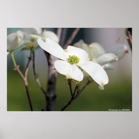 White Dogwood Poster (Voorkant)