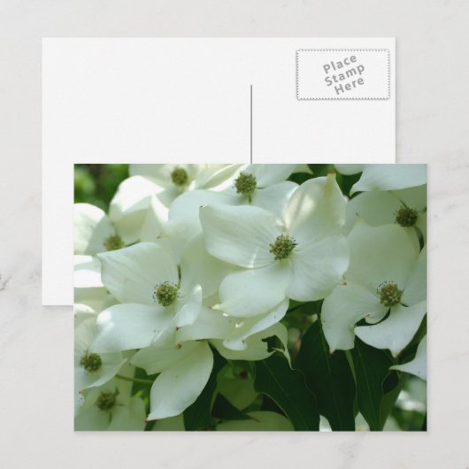 White Dogwood Spring Flowers Briefkaart (Voorkant / Achterkant)