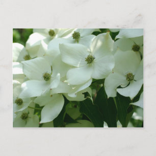 White Dogwood Spring Flowers Briefkaart