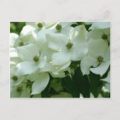 White Dogwood Spring Flowers Briefkaart (Voorkant)