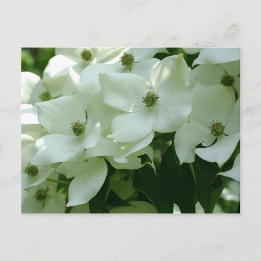 White Dogwood Spring Flowers Briefkaart (Voorkant)