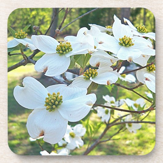 White Dogwood Tree Flower Drink Cork Onderzetter (Voorkant)
