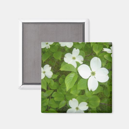 White Dogwood Tree Magneet (Voorkant / Achterkant)