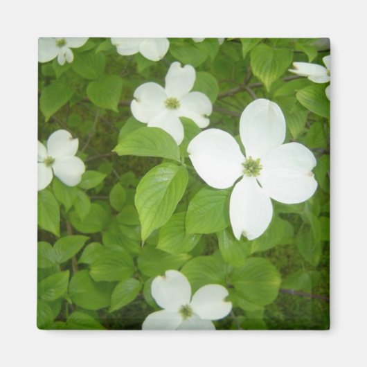 White Dogwood Tree Magneet (Voorkant)