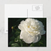 White Double Peonies Briefkaart (Voorkant / Achterkant)