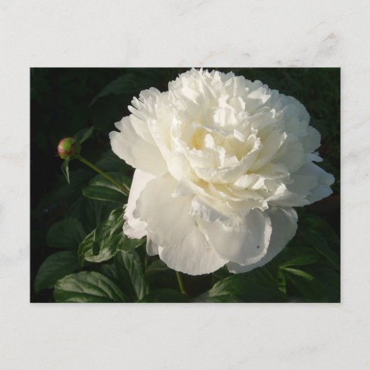 White Double Peonies Briefkaart (Voorkant)