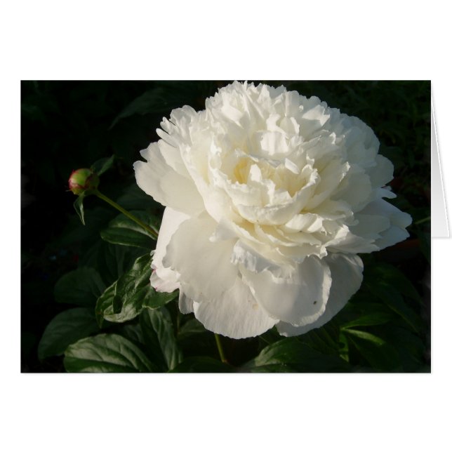White Double Peonies Card (Voorkant Horizontaal)
