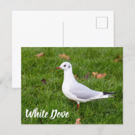 White Dove for bird and Pigeon lover gift Feestdagenkaart