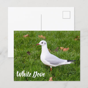 White Dove for bird and Pigeon lover gift Feestdagenkaart