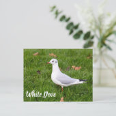 White Dove for bird and Pigeon lover gift Feestdagenkaart (Staand voorkant)