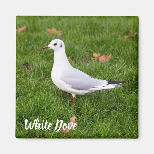 White Dove for bird and Pigeon lover gift Magneet (Voorkant)