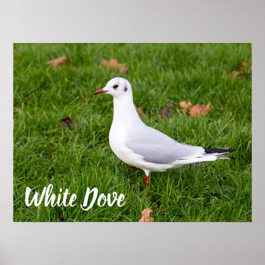 White Dove for bird and Pigeon lover gift Poster (Voorkant)