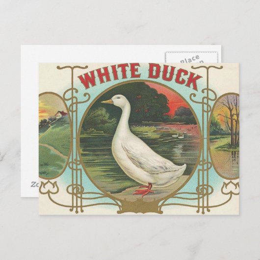 White Duck Briefkaart (Voorkant / Achterkant)