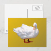 White Duck Briefkaart (Voorkant / Achterkant)